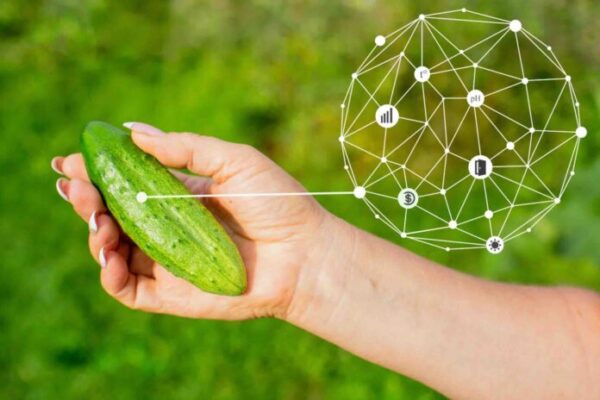 Innovation smart agriculture farm system. Use artificial intelligence by agronomist and farmer